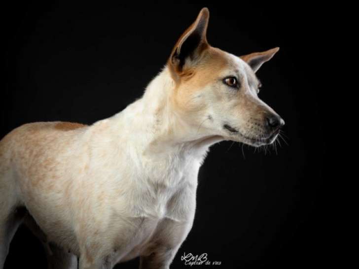 Chienne à donner