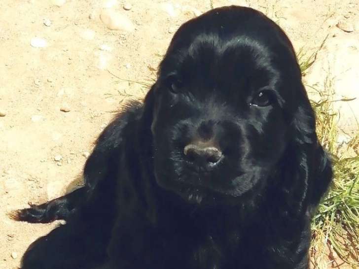 Un chiot Cocker Anglais mâle LOF à réserver