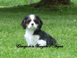 4 chiots Cavaliers King Charles LOF à vendre