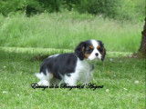 4 chiots Cavaliers King Charles LOF à vendre