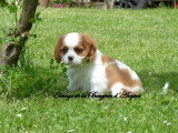 4 chiots Cavaliers King Charles LOF à vendre