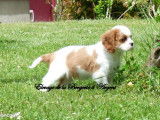 4 chiots Cavaliers King Charles LOF à vendre