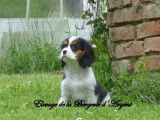 4 chiots Cavaliers King Charles LOF à vendre