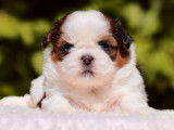 4 chiots Shih Tzu LOF à réserver