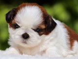 4 chiots Shih Tzu LOF à réserver
