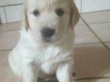 Chiots Golden Retriever LOF à réserver