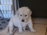 Chiots Golden Retriever LOF à réserver