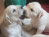 Chiots Golden Retriever LOF à réserver