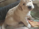 Chiots Golden Retriever LOF à réserver