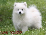 3 chiots Spitz Japonais LOF à vendre