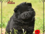 3 chiots Chows chows LOF à réserver