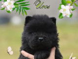 3 chiots Chows chows LOF à réserver