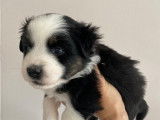 Chiots de type Berger Australien Miniature &agrave; vendre (1 femelle & 5 m&acirc;les)