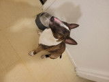 De race Bull Terrier Miniature disponible pour saillie