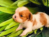 Chiot m&acirc;le Cavalier King Charles LOF &agrave; r&eacute;server