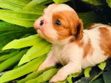 Chiot m&acirc;le Cavalier King Charles LOF &agrave; r&eacute;server