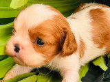 Chiot m&acirc;le Cavalier King Charles LOF &agrave; r&eacute;server