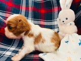 Chiot m&acirc;le Cavalier King Charles LOF &agrave; r&eacute;server