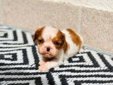 Chiot m&acirc;le Cavalier King Charles LOF &agrave; r&eacute;server