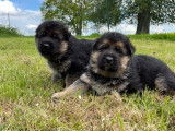 Chiots mâles Bergers Allemands LOF à réserver