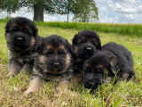 Chiots mâles Bergers Allemands LOF à réserver