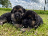 Chiots mâles Bergers Allemands LOF à réserver