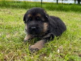 Chiots mâles Bergers Allemands LOF à réserver