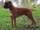 Magnifique mâle Boxer fauve LOF disponible pour saillie