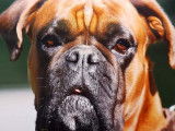 Magnifique mâle Boxer fauve LOF disponible pour saillie