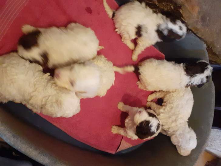 Chiots de race Lagotto Romagnolo à vendre (1 femelle & 6 mâles)