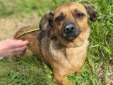 Chienne beige crème à adopter