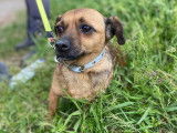 Chienne beige crème à adopter