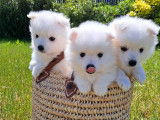 Chiots femelles Spitz Japonais LOF disponibles