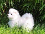 Chiots femelles Spitz Japonais LOF disponibles