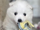 Chiots femelles Spitz Japonais LOF disponibles