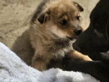 Chiot mâle à adopter