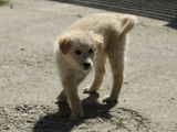Chiot femelle blanc à donner