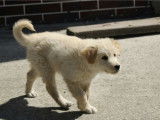 Chiot femelle blanc à donner