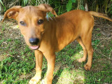 Chiot mâle à donner
