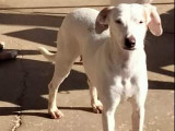 Chienne blanche à adopter