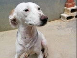 Chienne blanche &agrave; adopter