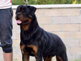 Chien rottweiler à placer