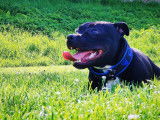Cherche une femelle tStaffordshire Bull Terrier pour saillie