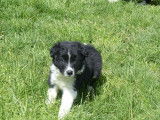 Mâles Border Collie à vendre