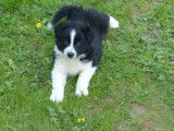 Mâles Border Collie à vendre
