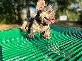 Chiots Bouledogues Français exotiques à vendre