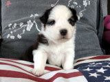 Chiots Berger Australien à vendre (3 femelles & 3 mâles)