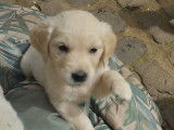 Chiots Golden Retriever disponibles