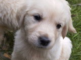 Chiots Golden Retriever disponibles