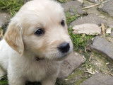 Chiots Golden Retriever disponibles